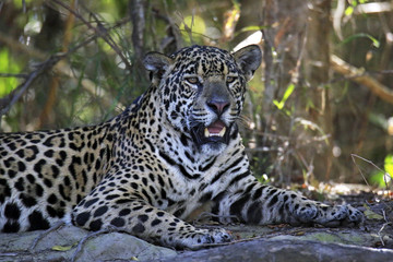 Jaguar Resting on the Ground. Pantanal, Brazil