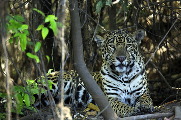 Jaguar Lying on the Ground, Looking into the Camera. Pantanal, Brazil