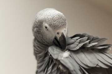 African grey preening closeup
