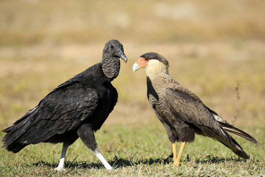 Black Vulture (Coragyps atratus) and Southern Caracara (Caracara plancus), Face to Face on the Ground. Rio Claro, Pantanal, Brazil