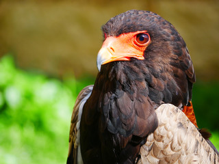 Aigle