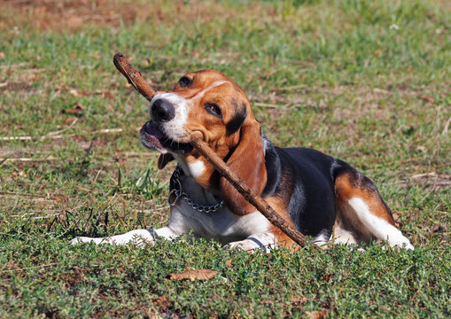 The young  Beagle has a good time with a stick on a lawn