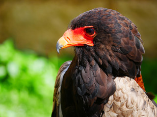 Aigle