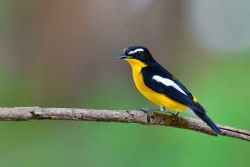 Yellow-rumped Flycatcher Bird