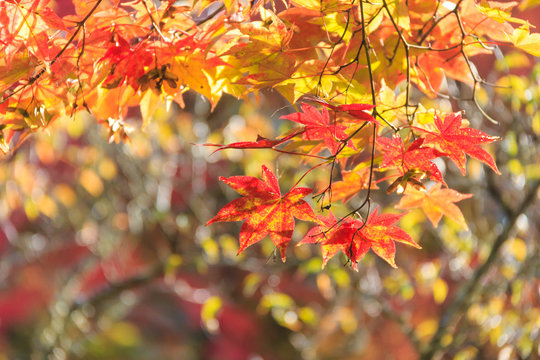 Autumn red maple leaves background