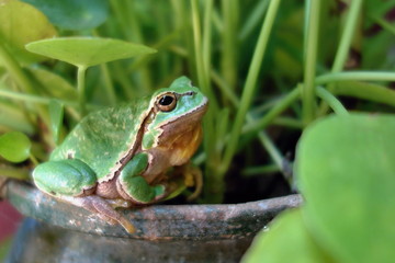 Nice green amphibian European tree frog, Hyla arborea, sitting on grass habitat. 