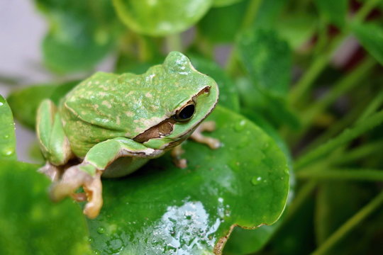 Nice green amphibian European tree frog, Hyla arborea, sitting on grass habitat. 