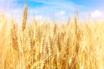 Golden wheat field with blue sky in background