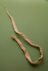 Naklejka premium pelle di serpente Colubro dopo la muta completa