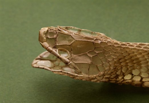 pelle di serpente Colubro dopo la muta completa