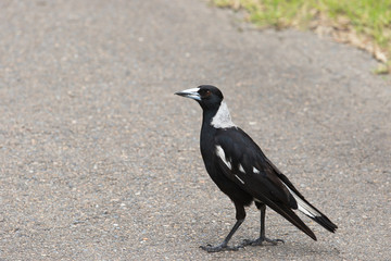 Australian magpie