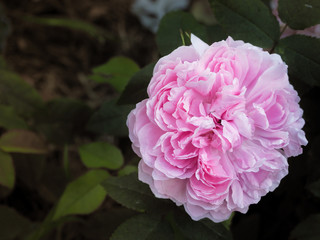 The fragrance of a pink rose in the summer garden. Growing roses in the open ground. Varietal roses.
