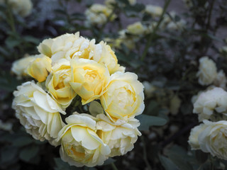 Varietal yellow roses. Growing roses for cutting. Blooming roses.

