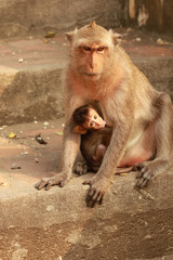 Monkey Baby with Mother