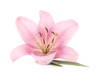 Fototapeta na wymiar Pink lily.