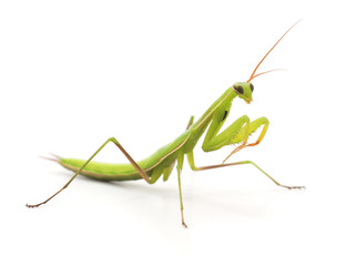Green mantis.