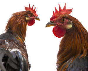 a roosters close up isolated on a white background