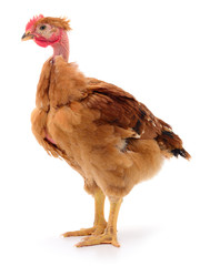 Brown hen isolated.