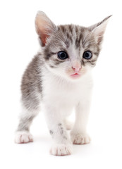Small gray kitten.