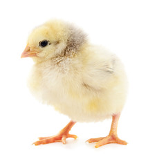 Small yellow chicken.