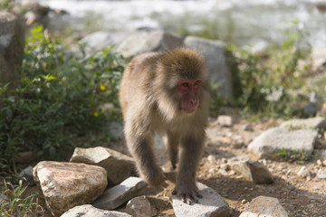 Fototapeta premium 地獄谷温泉のニホンザル