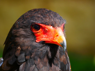 Aigle
