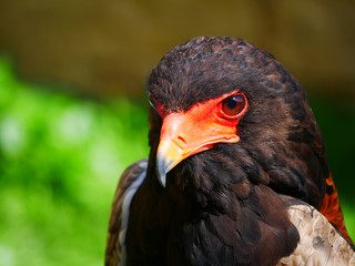 Aigle