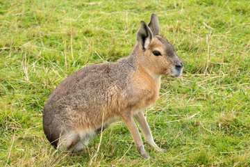 Patagonian Mara,large rodent