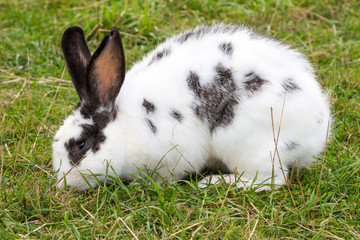 White spotted rabbit