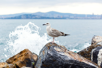 Seagull sit on stone
