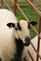 Fototapeta premium Badger Face Torddu Welsh mountain sheep ewe an ancient breed with it's distinctive black belly and striped facial markings originating in Wales as far back as the 7th century