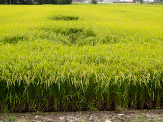 台風の被害でつぶれた田んぼの稲