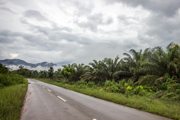 Fototapeta na wymiar ground road in jungle
