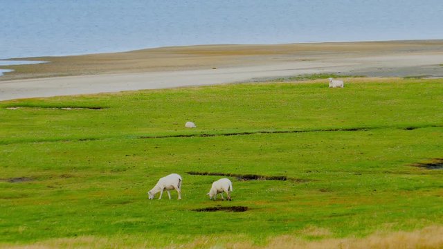 Sylt Nordsee Schafe List - Ellenbogen K&ouml;nigshafen