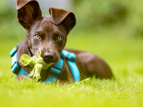 Junger brauner Hund mit Klappohren und Haselnuss liegt im Gras -  Young brown dog with harness and hazelnut lies in the grass