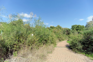 A paved path among green bushes.
