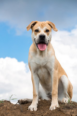 portrait of ca de bou dog sitting on a field