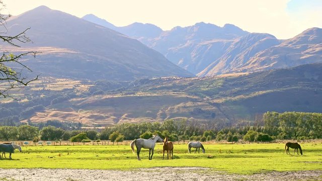 New Zealand horses