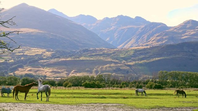 New Zealand horses