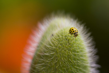 Alone in the big world