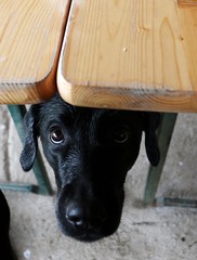 schwarzer labrador bettelt am Tisch