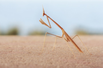 Mantis