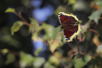 Naklejka premium Nymphalis antiopa, known as the mourning cloak