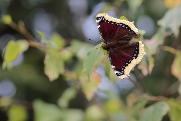Naklejka premium Nymphalis antiopa, known as the mourning cloak