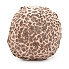 strobilomyces strobilaceus mushroom