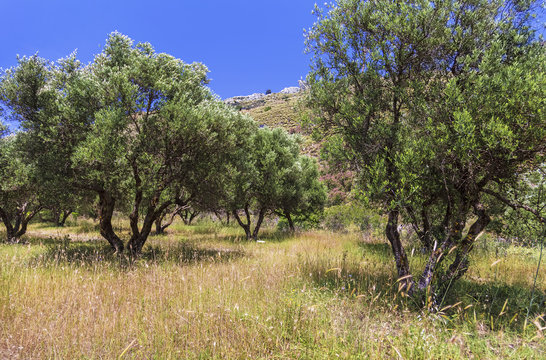 Olive grove on the slopes of the mountains on sunny day