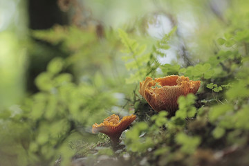 Cantharellus cibarius, commonly known as the chanterelle, or girolle