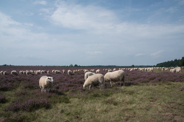 Fototapeta na wymiar Moor field with sheep