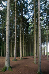 Fototapeta premium Forest of tall pine tree trunks