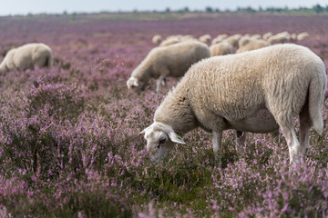 Obraz na płótnie Canvas Grazing Dutch sheep